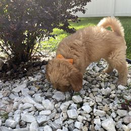 Goldendoodle Puppies from Coal Country Doodles
