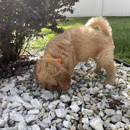 Goldendoodle Puppies from Coal Country Doodles