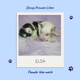 Miniature Australian Shepherd and Toy Australian Shepherd Puppies from Ashley's Aussies, LLC