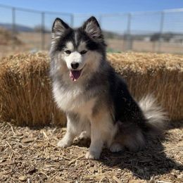Pomskies from Shoreline Pomskies