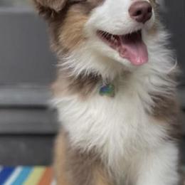 Australian Shepherds from Treasure Valley Australian Shepherds