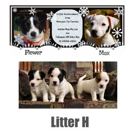 Beagle, Jack Russell Terrier, and Russell Terrier Puppies from Mountain Top