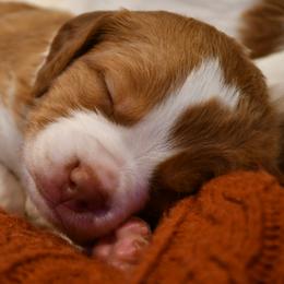 Beretta - Orange and white male Brittany puppy in Hollidaysburg, Pennsylvania from Royal Flush Farms