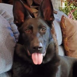 German Shepherds from Beede Kennels