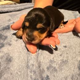 Little Man - Black and tan male Dachshund puppy in Glendale, Arizona from Collier Dachshunds