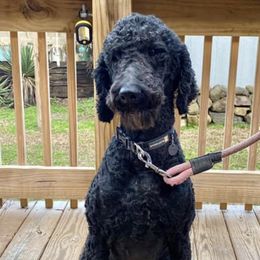 Poodles from Sassy Standards