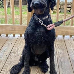 Poodles from Sassy Standards