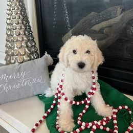 Goldendoodle Puppies from Pacific Goldendoodle, LLC