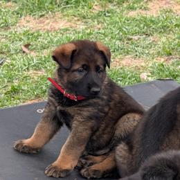 Red - Sable male German Shepherd puppy in Motley, Minnesota from Von Thomson Haus