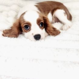 Criollo - Blenheim male Cavalier King Charles Spaniel puppy in Wilburton, Oklahoma from My Kids Kennel