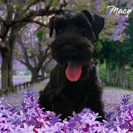 Miniature Schnauzer puppies from B & E Farms