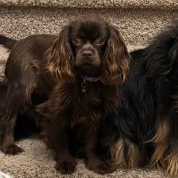 Fudge - Cavalier King Charles Spaniel