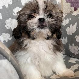 Shih Tzus from Shihtzu Puppy Pals