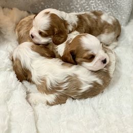 Cavalier King Charles Spaniel, Cavapoo, and Pembroke Welsh Corgi Puppies from Griffins Puppies