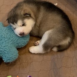 Alaskan Malamute Puppies from Sigma Alaskan Malamutes
