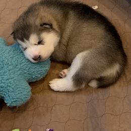 Alaskan Malamute Puppies from Sigma Alaskan Malamutes