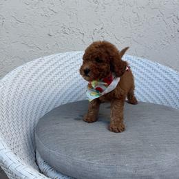 Max - Red  male Goldendoodle puppy in Davie, Florida from Daviegoldendoodles