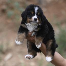 Bernese Mountain Dog, Golden Mountain Dog, and Golden Retriever Puppies from Grateful Bernese & Gage's Goldens