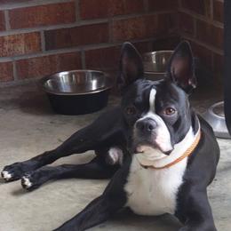 Milo - Boston Terrier