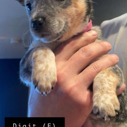 Australian Cattle Dog Puppies from Pointless Acres