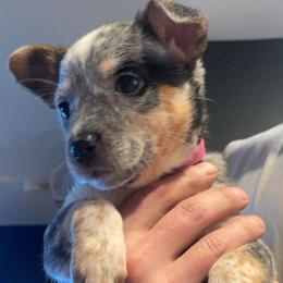 Australian Cattle Dog Puppies from Pointless Acres