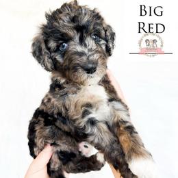 Big Red - Blue merle male Aussiedoodle puppy in Corydon, Indiana from Ridgeline Doodles