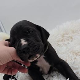 Zero - Black and white male Great Dane puppy in Caldwell, Idaho from Miner's Dynamic Danes