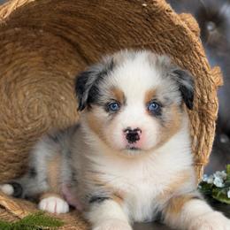 Enzo- Has Tail and Videos - Blue merle male Australian Shepherd puppy in Troy, South Carolina from Lana Corley- Australian Shepherds of 3/W Farms