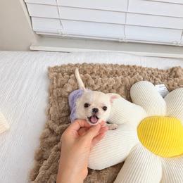 Baby Boo - 12,850 - White female Chihuahua puppy in Jacksonville, Florida from Petits Chihuahuas