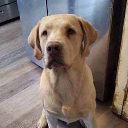 Basil - Labrador Retriever