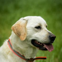 Dilute Retriever All Grown Up from Roaming Lab Farms