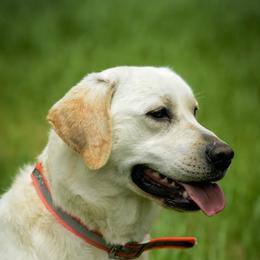 Dilute Retriever All Grown Up from Roaming Lab Farms