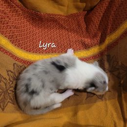 Lyra - Blue merle white and tan female Collie puppy in Mattoon, Illinois from Gold Leaf Collies