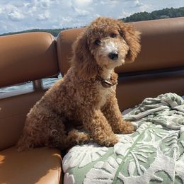 Hav  - Goldendoodle