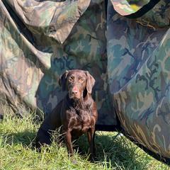 Hershey - Labrador Retriever