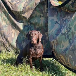Hershey - Labrador Retriever