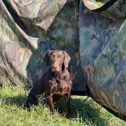 Hershey - Labrador Retriever