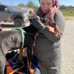 Doberman Pinscher and Dutch Shepherd Puppies from Crosspointe Canines; Home of Karmic Doberman Pinschers & Stellar Dutch Shepherds