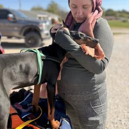 Doberman Pinscher and Dutch Shepherd Puppies from Crosspointe Canines; Home of Karmic Doberman Pinschers & Stellar Dutch Shepherds