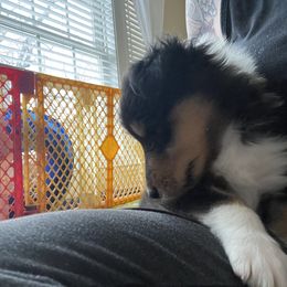 Collie Puppies from Vintage Collies