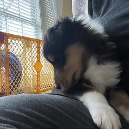 Collie Puppies from Vintage Collies