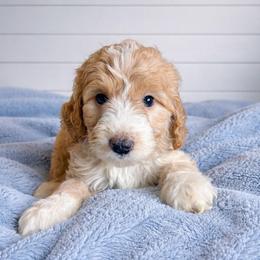 Houston - Apricot male Aussiedoodle puppy in High Point, North Carolina from Kingsfield Doodles