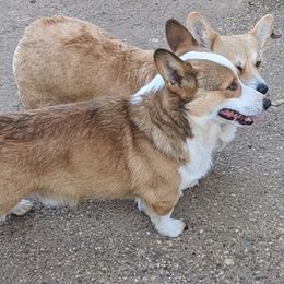 Pembroke Welsh Corgis from TM Livestock & Corgis
