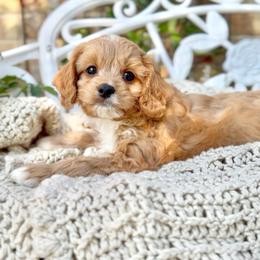 Guinness - Apricot male Cavapoo puppy in Arlington, Texas from Van Haselen Poodles and Doodles