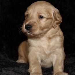 Gideon - Cream male Goldendoodle puppy in Yukon, Oklahoma from Silver Barn Doodles