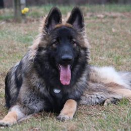 Shiloh Shepherd All Grown Up from Brick Chapel Shilohs