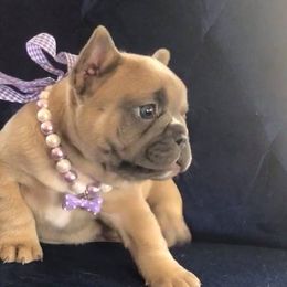 French Bulldog Puppies from Kansas French Bulldogs