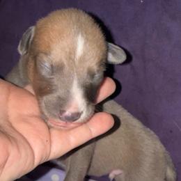 Cosmic - Blue fawn male Greyhound puppy in Florida from Running to Stand Still (RTSS)