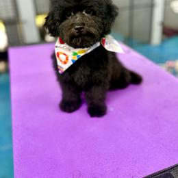 Fisher - Black and white male Aussiedoodle puppy in Science Hill, Kentucky from Southern Paws Kennels
