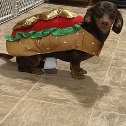 Mocha (Smokey the bear) - Dachshund